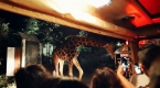 夜間開放的動物園，帶你探索屬于夜晚的生物